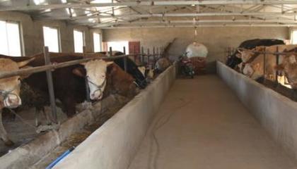 退伍士兵返鄉養牛，撐起村民致富藍天