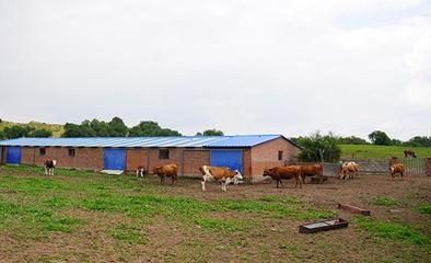 禁牧區牧民贊國策，生態與生計雙贏的新篇章