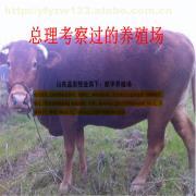 山西臨汾地區養殖肉驢的可行性分析與建議