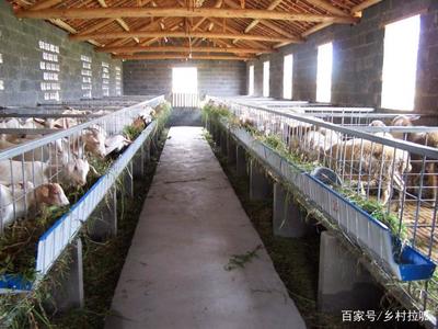 農村俗語“家有萬貫，帶毛的不算”的含義與道理解析