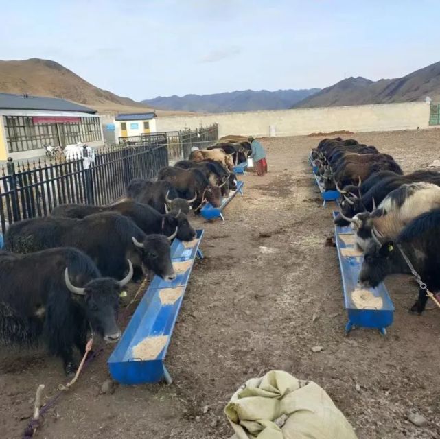 甘南 牦牛產業高質量發展，唱響鄉村振興“牧歌”