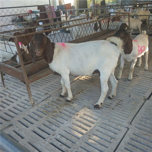 農作物秸稈養殖波爾山羊技術 快速生長、繁殖高效、品種優質、價格實惠、效益顯著