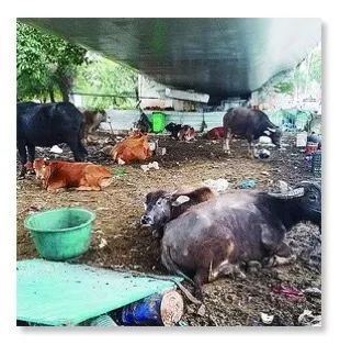 公路新功能？探索路面與圍欄外的畜牧可能