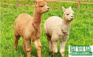 2017年養(yǎng)羊駝賺錢嗎？前景與市場(chǎng)價(jià)格行情深度解析