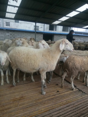 奶山羊養(yǎng)殖場(chǎng)的經(jīng)營(yíng)與管理 從家畜飼養(yǎng)到市場(chǎng)推廣