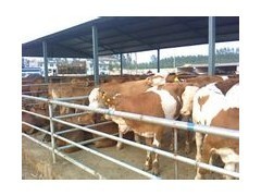 招遠(yuǎn)養(yǎng)牛經(jīng) 從技術(shù)到肉品的全程掌控