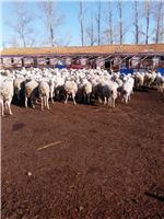 從牧場(chǎng)到餐桌 現(xiàn)代畜牧養(yǎng)殖與肉類生產(chǎn)的綠色之路