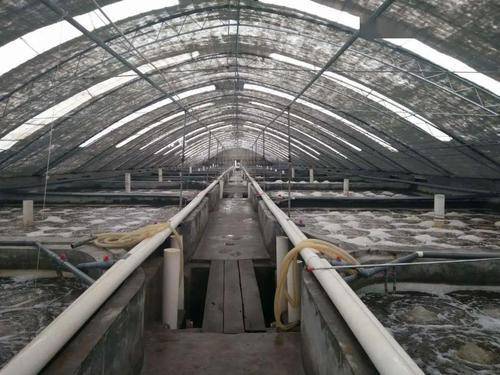 工廠化養(yǎng)殖對(duì)蝦腸炎綜合防控策略與家畜飼養(yǎng)管理的協(xié)同啟示