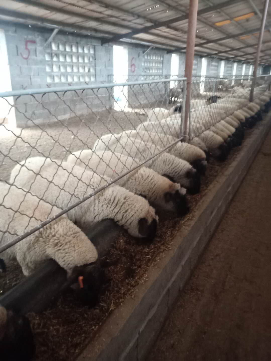 山羊、綿羊與羊羔 從羊場(chǎng)到餐桌的全鏈條解析